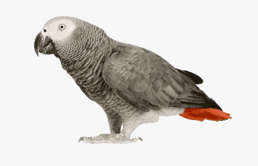 African Grey Parrot Clipart Transparent - African Grey Parrot Png, Transparent Clipart