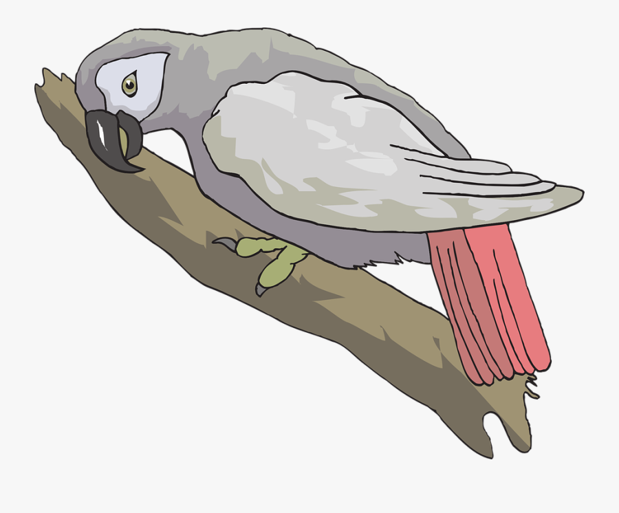 Grey, African, Wings, Looking, Parrot, Feathers - African Grey Parrots Cartoon, Transparent Clipart
