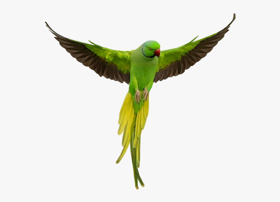Parrot Png, Transparent Clipart