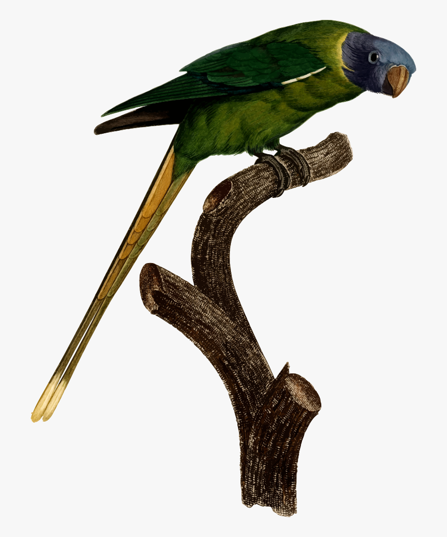 Macaw,parrot,wing - Parakeet, Transparent Clipart