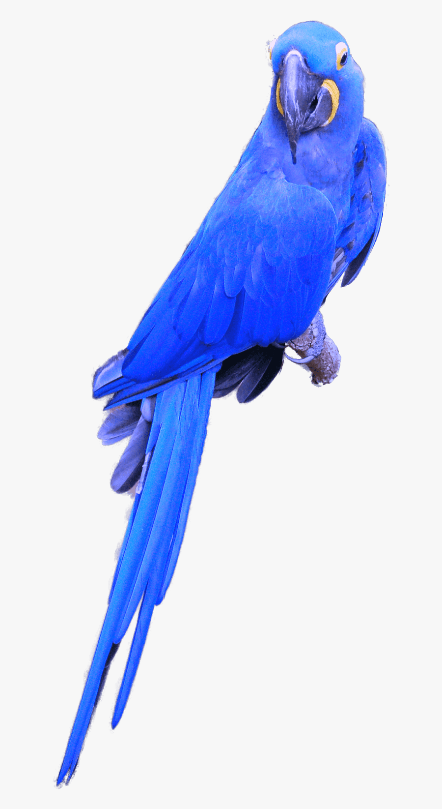 Hyacinth Macaw Transparent Background, Transparent Clipart