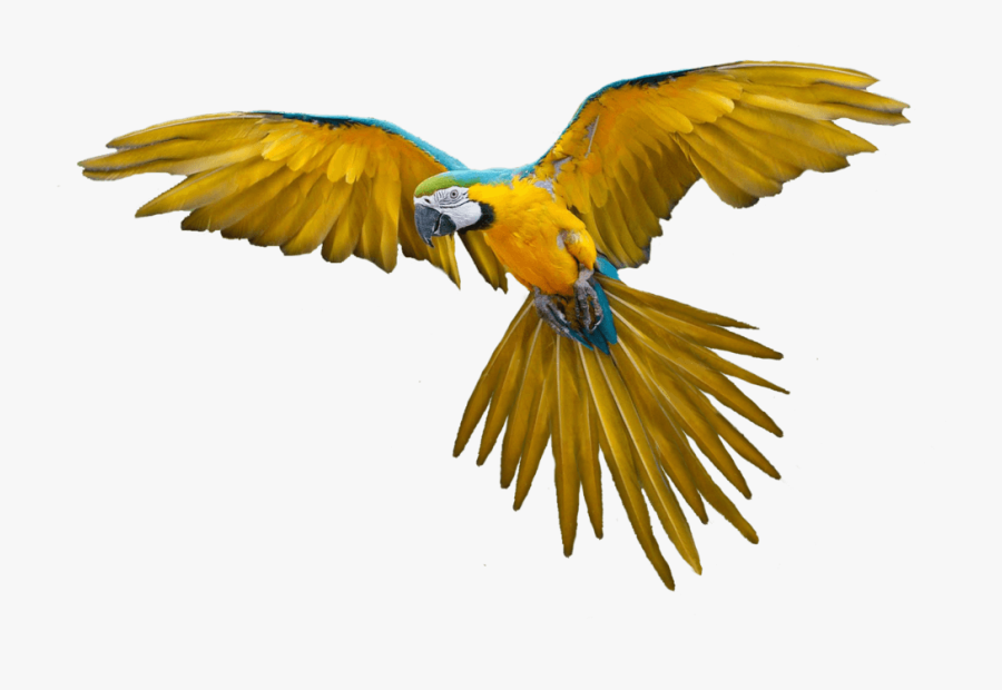 Landing Parrot Transparent Png - Bird Flying Gif Png, Transparent Clipart