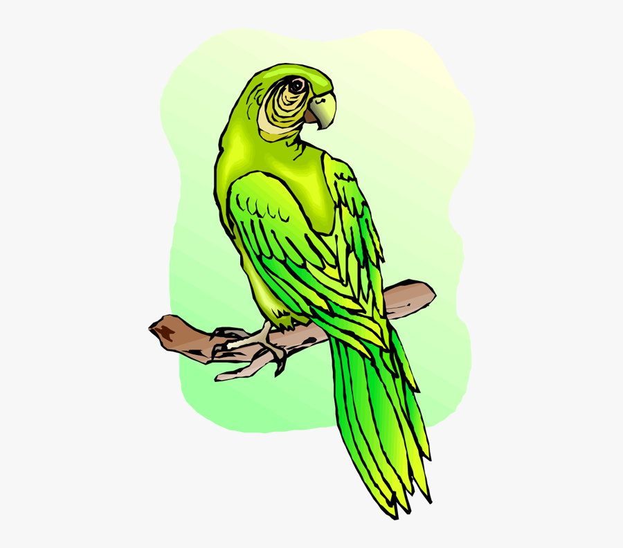 Macaw, Transparent Clipart