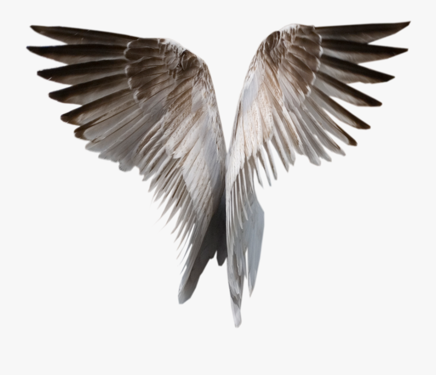 Angel Wings Png Transparent - Transparent Background Wings Gif, Transparent Clipart