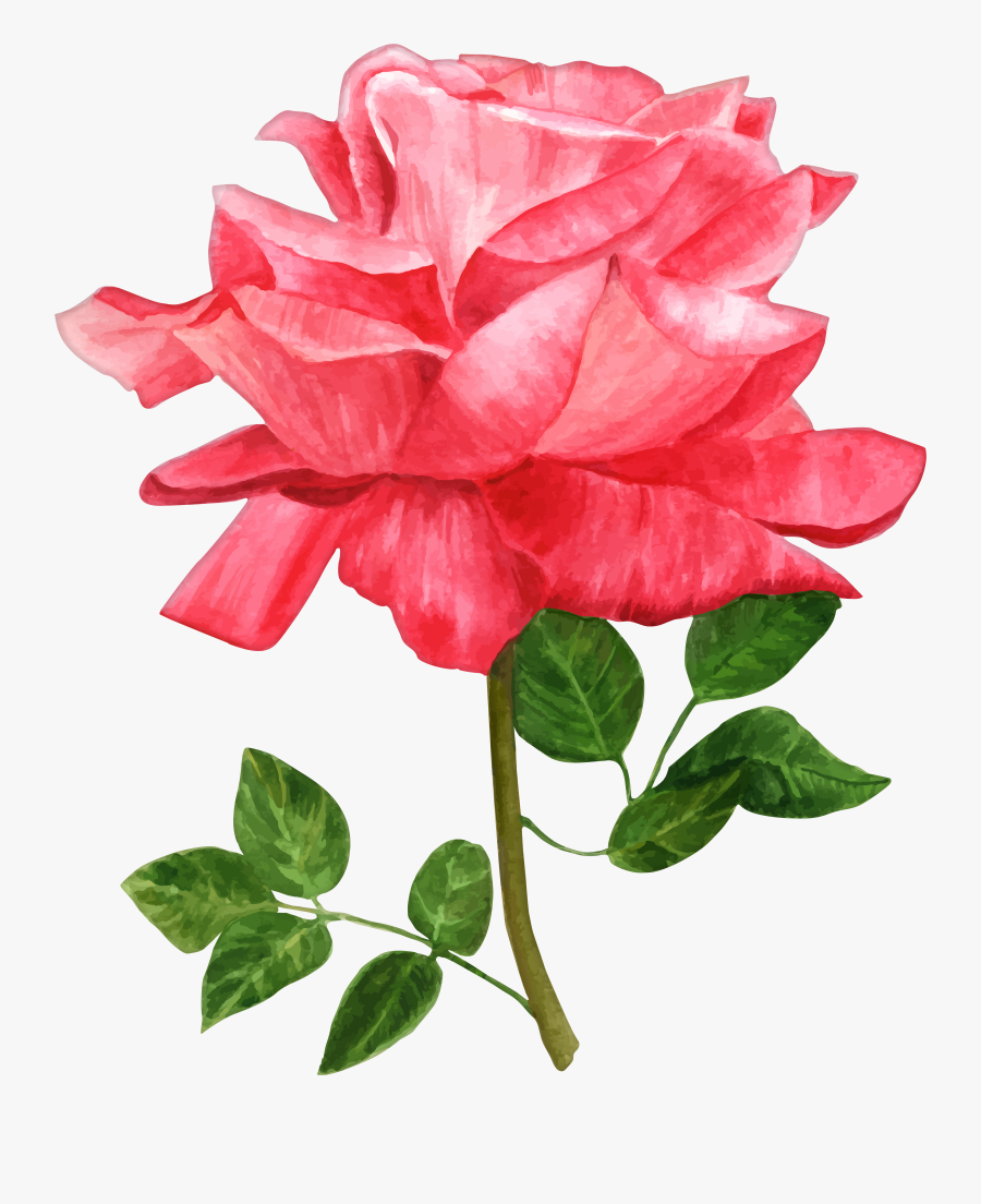 Watercolor Rose Clipart, Transparent Clipart