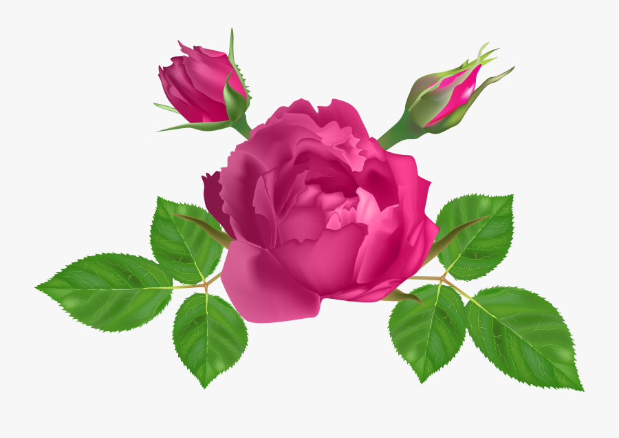 Garden Roses Clipart , Png Download - Rose, Transparent Clipart