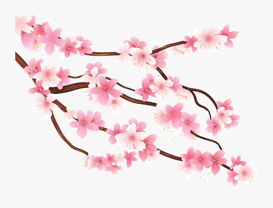 Pink Spring Branch Png Clipart Image - Transparent Background Cherry Blossom Clipart, Transparent Clipart