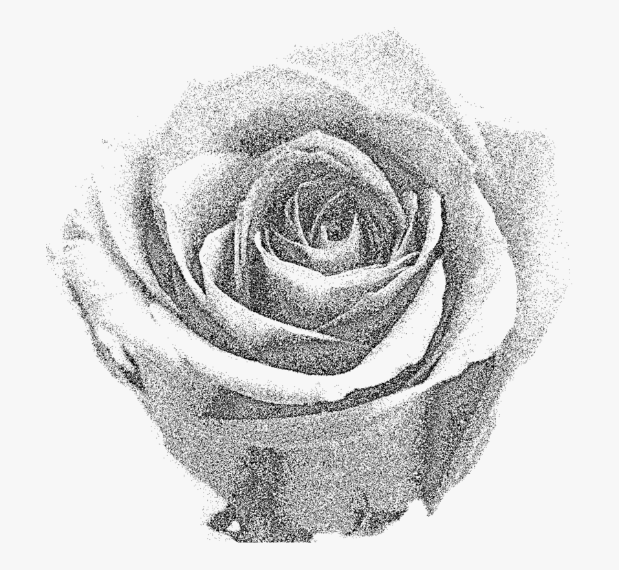 Plant,flower,garden Roses - Grey Rose Png, Transparent Clipart