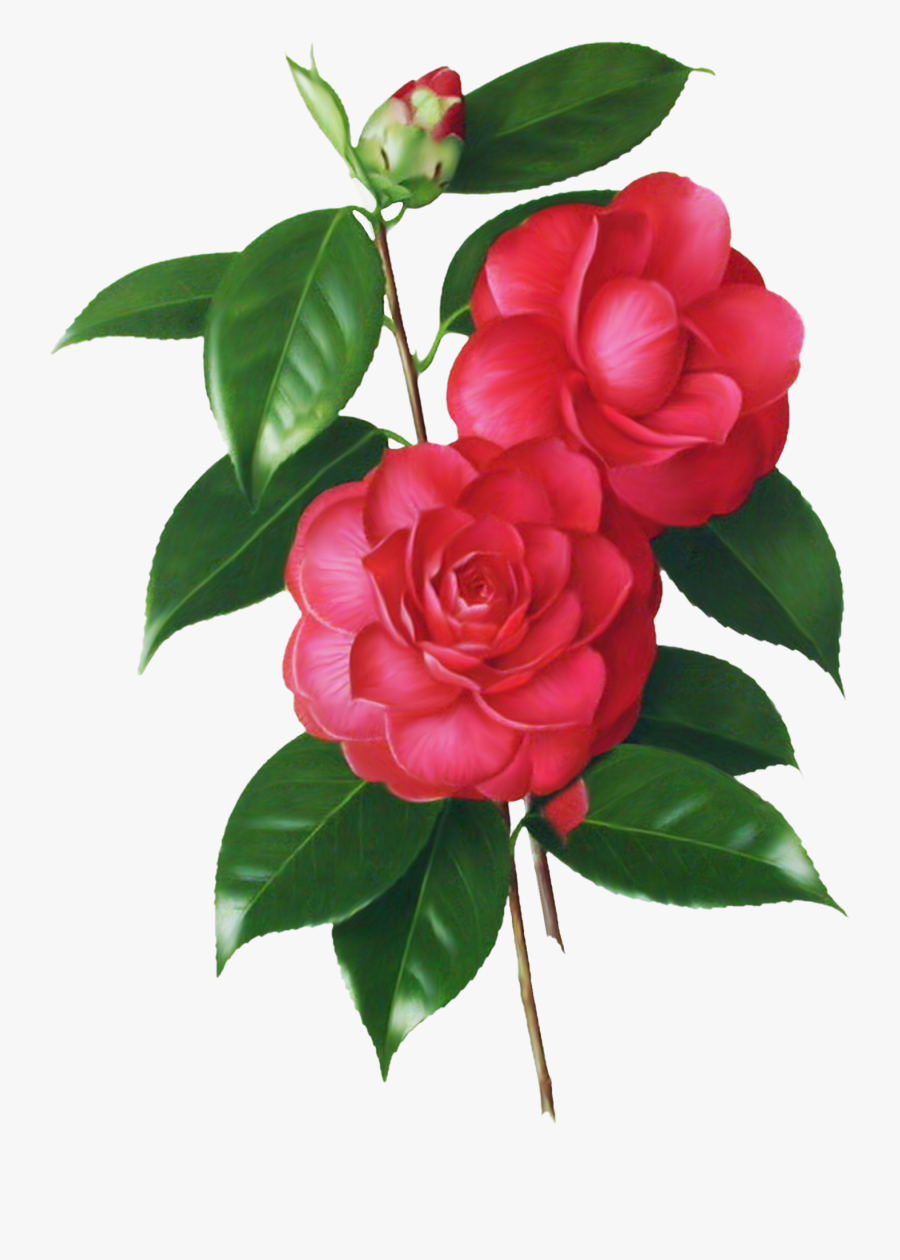 Victorian Roses Clipart - Splash Romantic Rose Esika, Transparent Clipart