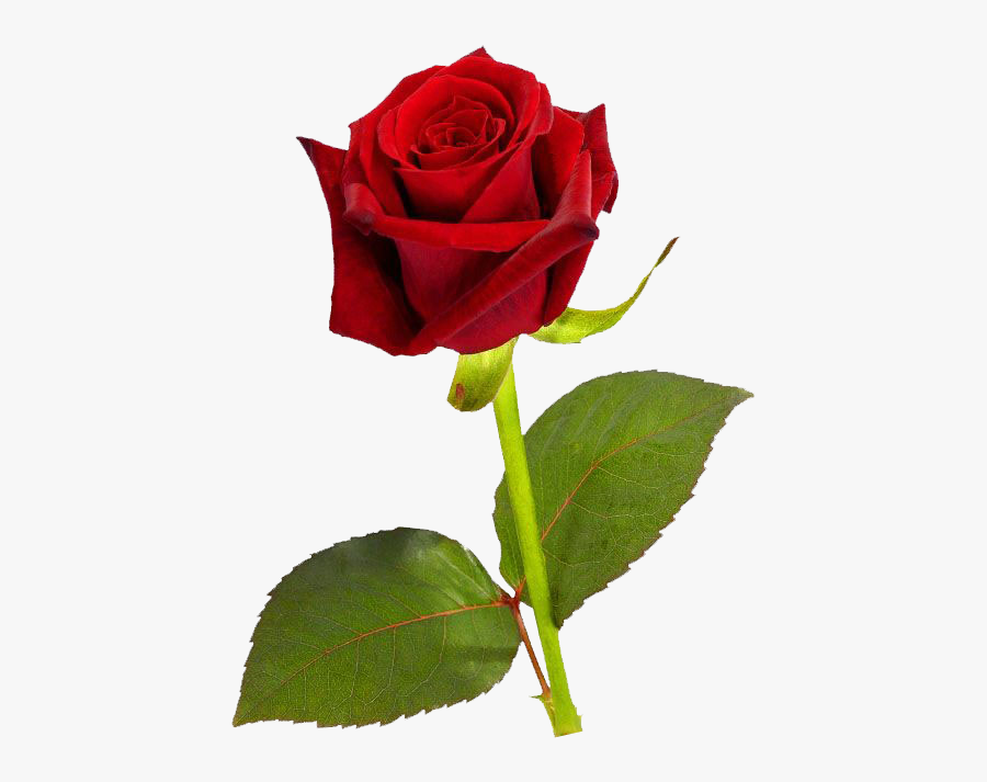 Single Red Rose Png Hd Clip Art - Good Morning Single Red Rose, Transparent Clipart