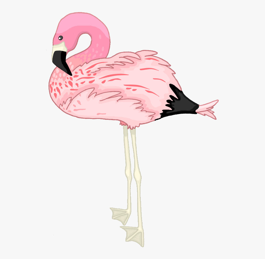 Flamingo Png Transparent Images - Andean Flamingo Drawing, Transparent Clipart
