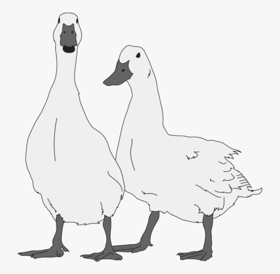 Duck, Transparent Clipart