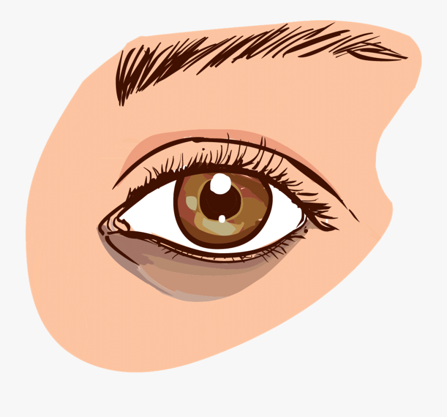 Brown Eyes Clipart Small Eye - Dark Circles Under Eyes Causes, Transparent Clipart