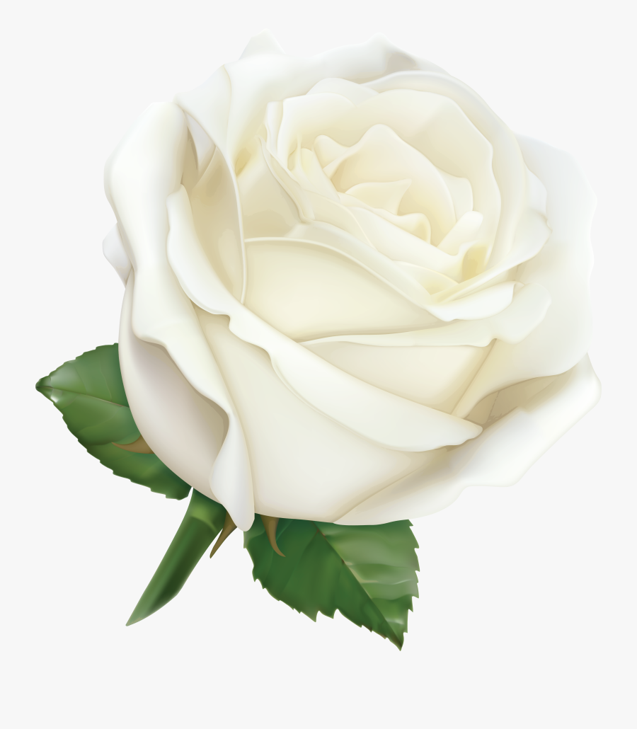 White Rose Transparent Png, Transparent Clipart