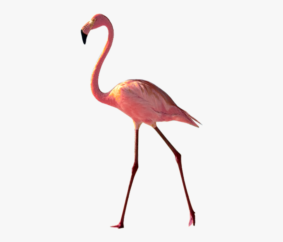 Flamingo Clipart Beach Png - Flamingo Long Legs, Transparent Clipart