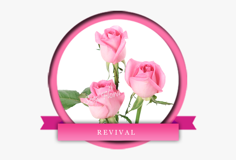 Taj Mahal /top Secret Rose Grower And Exporter In Malaysia, - Revival Rose Variety, Transparent Clipart