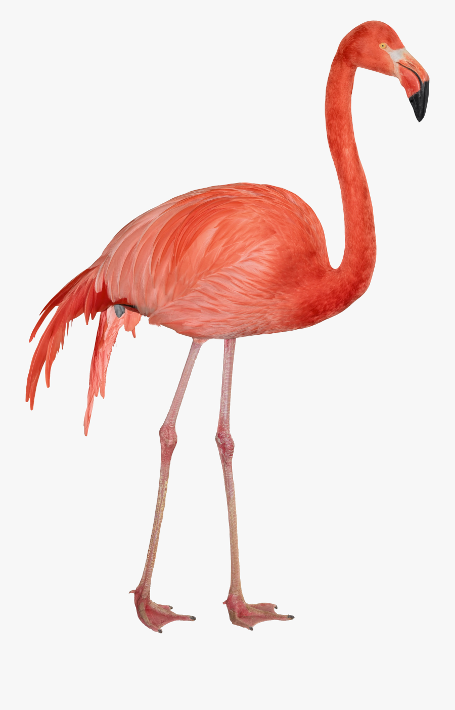 Clip Art Free Images Toppng Transparent - Flamingo Transparent Background, Transparent Clipart