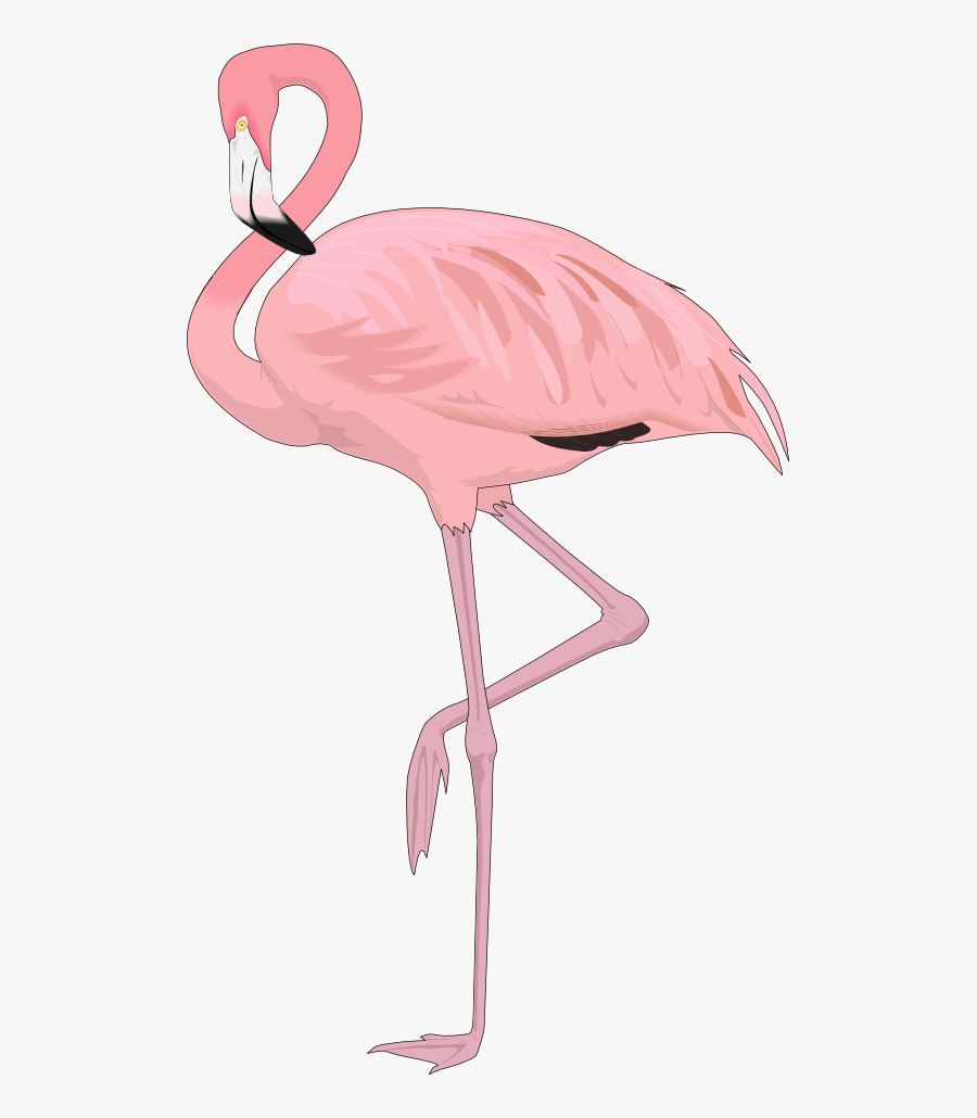 Free Flamingo Clip Art Flamingo4 , Png Download - Flamingo Png, Transparent Clipart