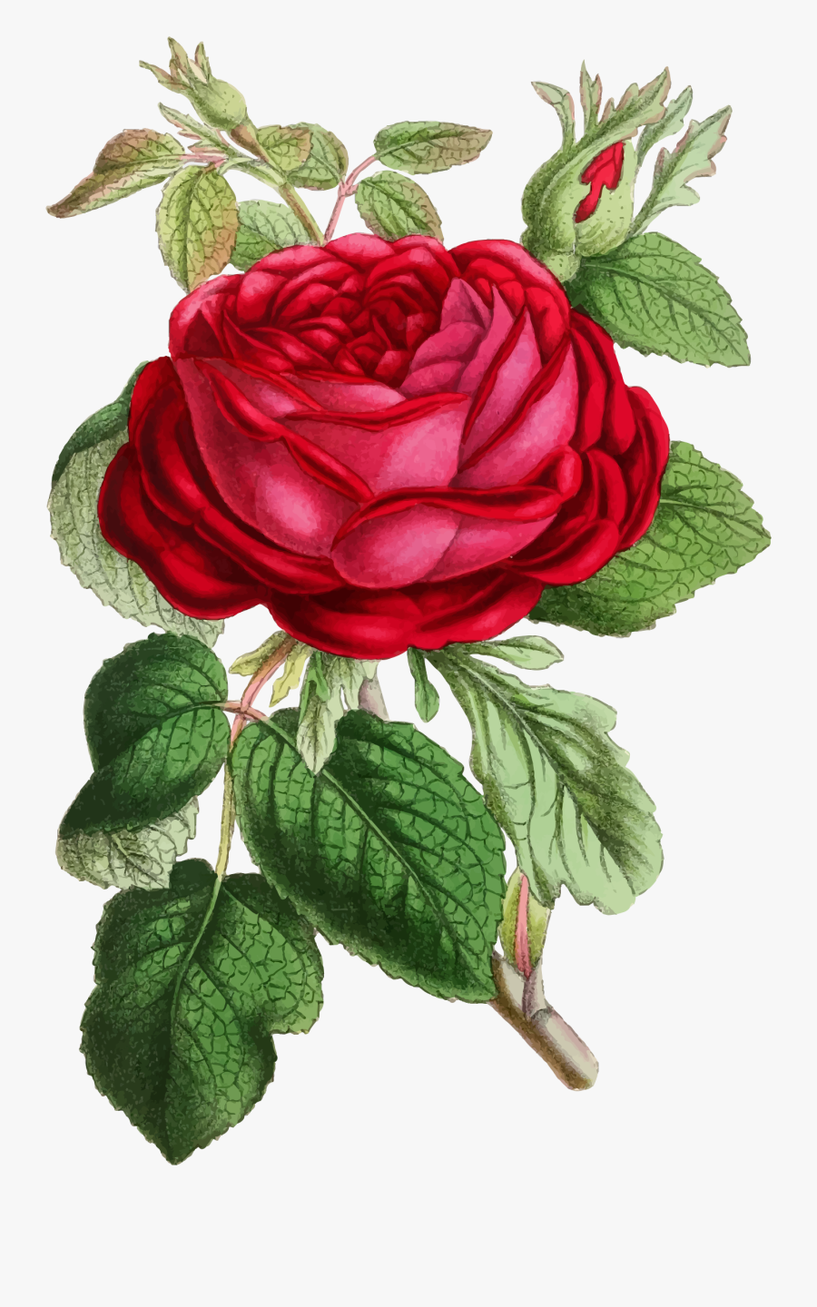 Clipart Roses Illustration - Watercolor Rose Flower Painting, Transparent Clipart