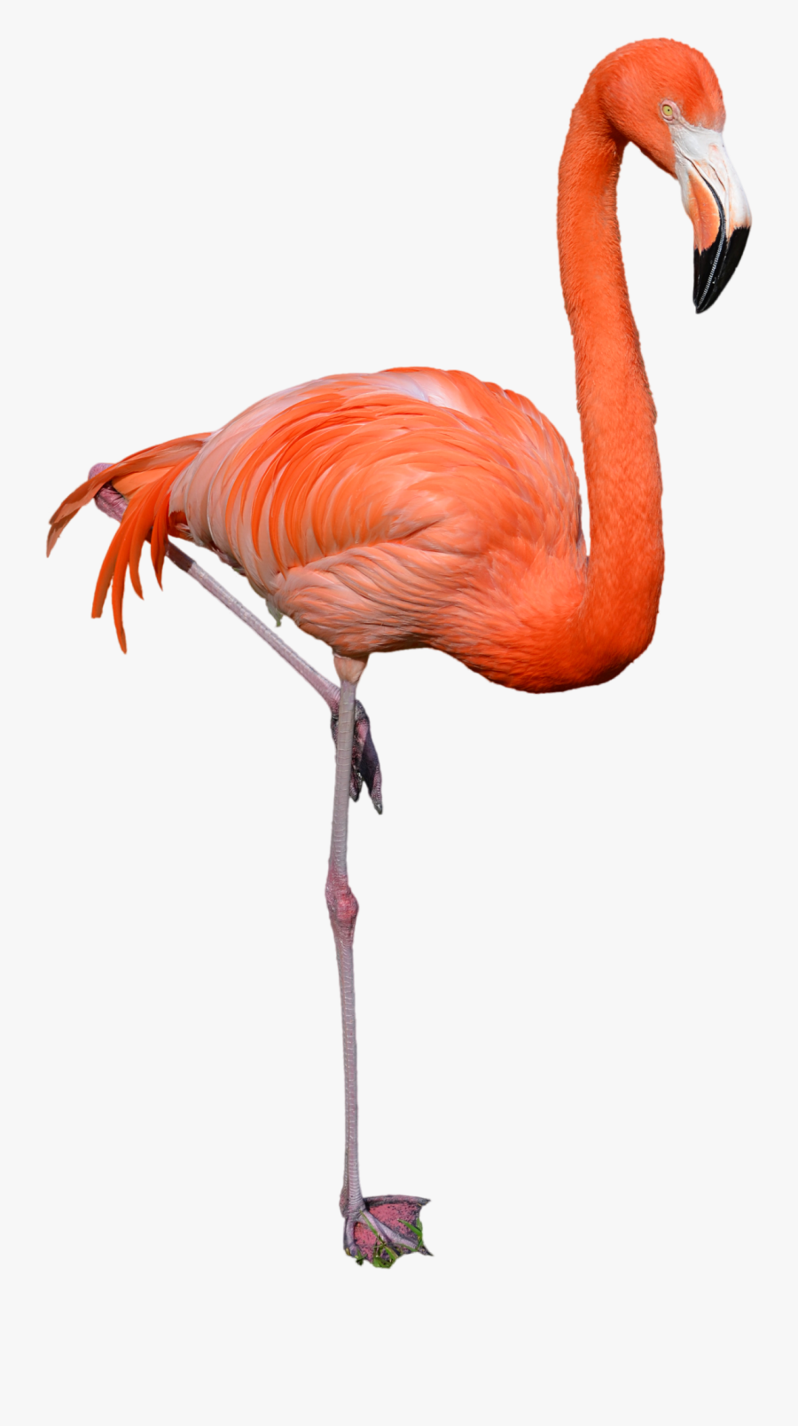 Download Flamingo Png Clipart - Flamingo Png, Transparent Clipart