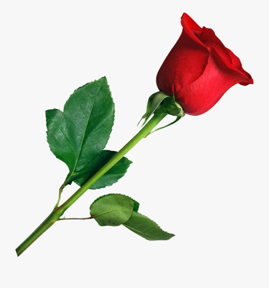 Rose Png, Transparent Clipart
