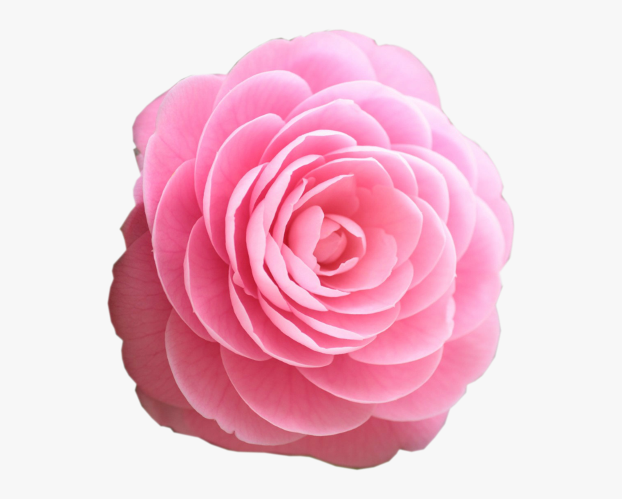 Beautiful Clipart Rosa - New Good Night Pink Rose, Transparent Clipart