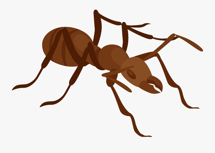 Clip Art Ant Png, Transparent Clipart