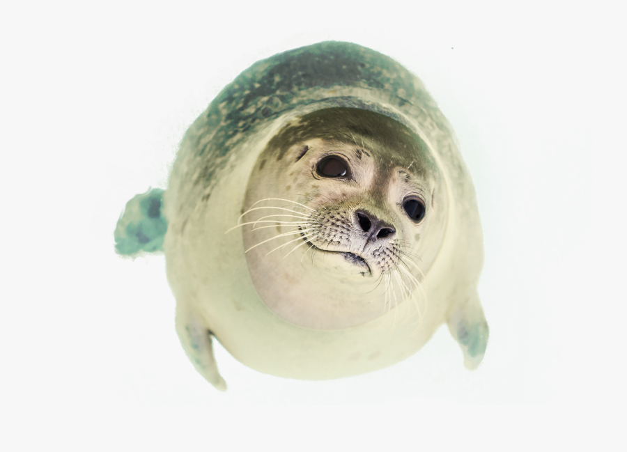 Seal Clipart Animals That Swim - Seal Animal No Background, Transparent Clipart