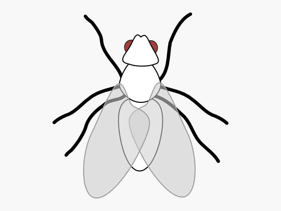 Fly Clip Art - Fly Clipart Black And White Free, Transparent Clipart