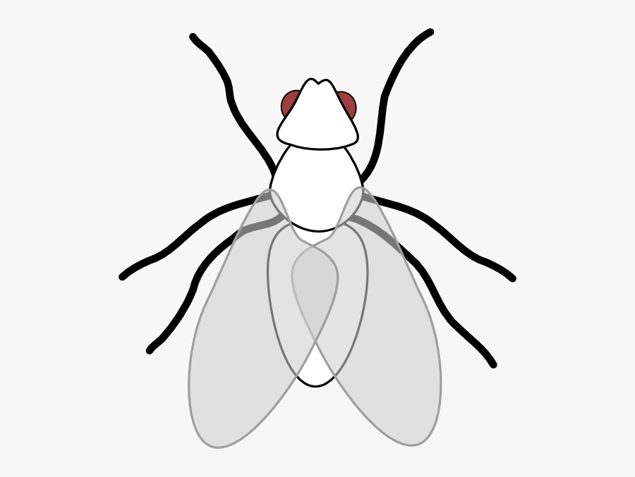 Fly Clip Art Fly Clipart Black And White Free , Free Transparent