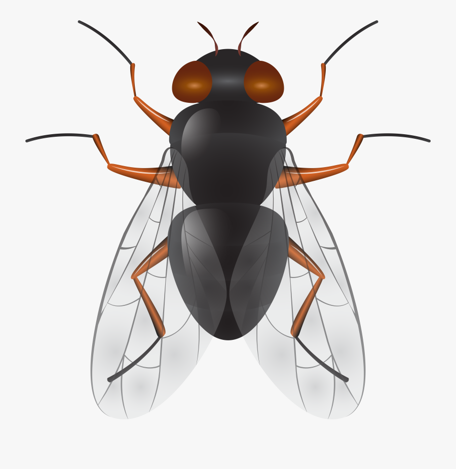 Fly Png Clip Art, Transparent Clipart