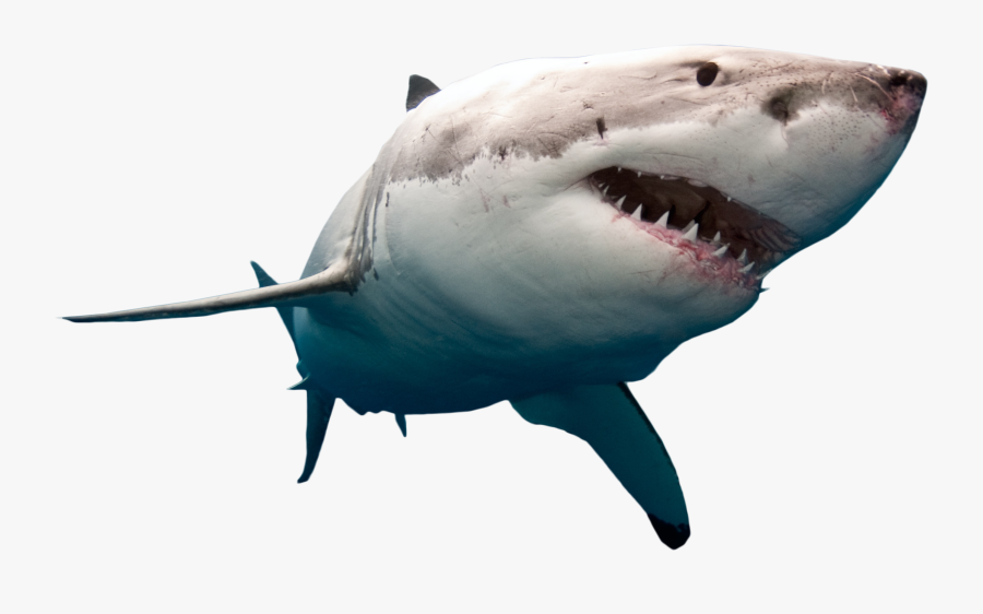 Great White Shark Clipart Animals That Swim - Great White Shark Transparent, Transparent Clipart