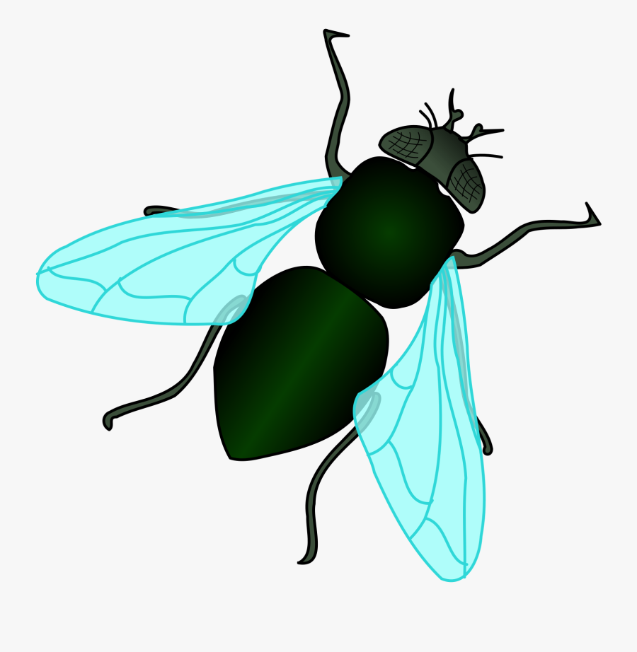 House Fly Clipart Housefly Clip Art , Free Transparent Clipart