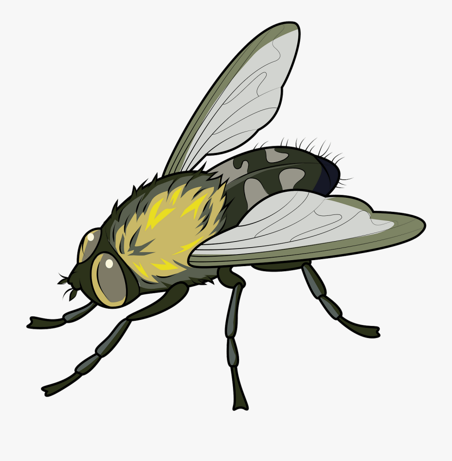 House Fly, Transparent Clipart