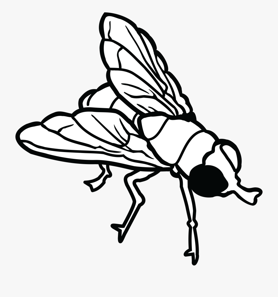 Free Clipart Of A Fly Fly Clipart Black - Fly Clipart Black And White, Transparent Clipart