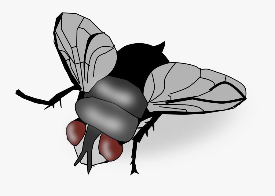 Fly,honey Bee,monochrome Photography - Clipart Image Of A Fly, Transparent Clipart