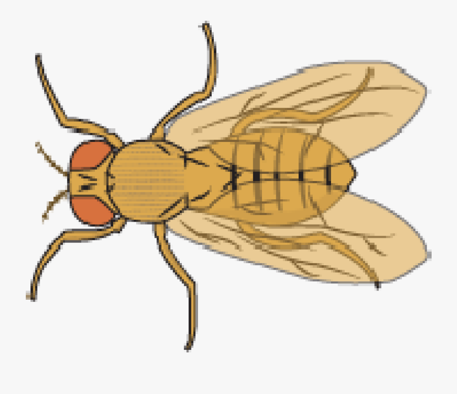 Best Find Wonderful And Share Platform Ⓒ - Fruit Fly Clip Art, Transparent Clipart