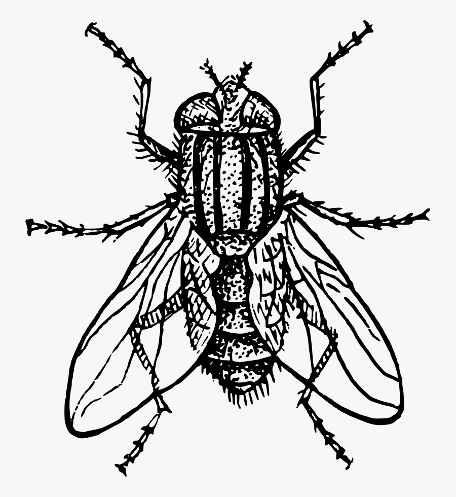 House Fly - House Fly Clip Art, Transparent Clipart