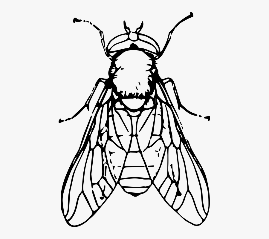 Fly Clipart Black And White - Fly Black And White Clip Art, Transparent Clipart