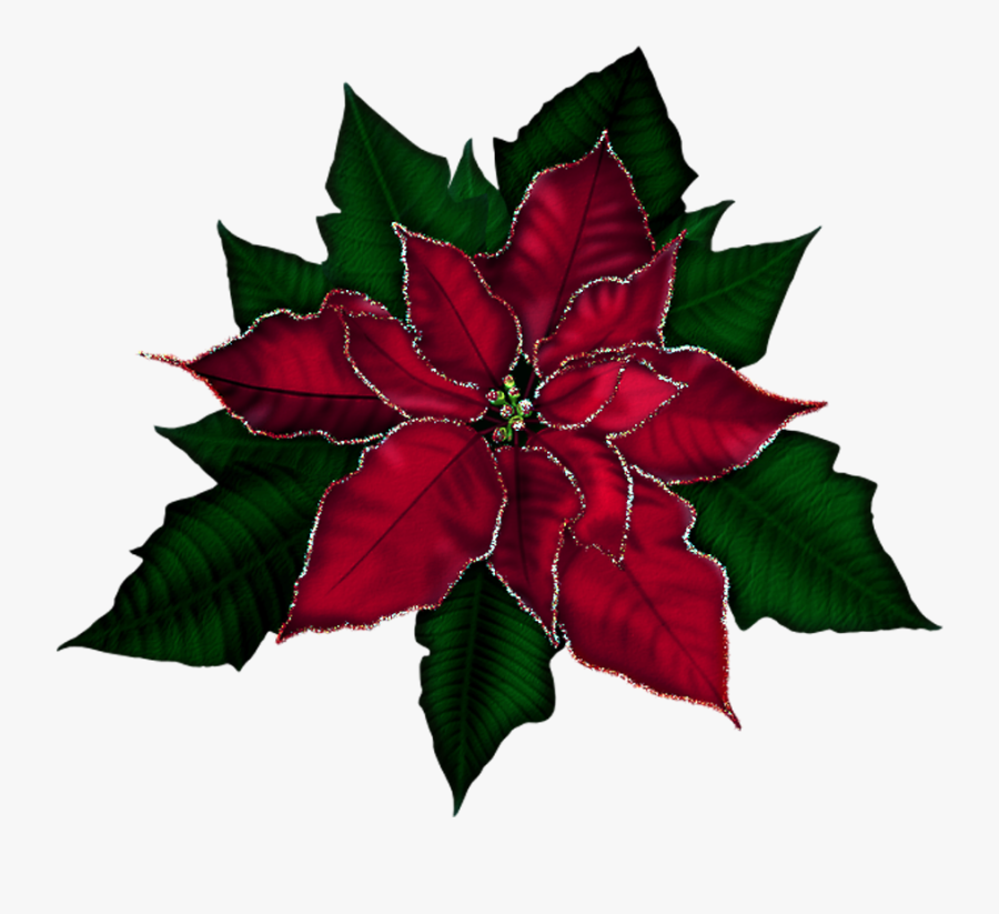 Large Poinsettia Png Picture - Transparent Poinsettia Png, Transparent Clipart