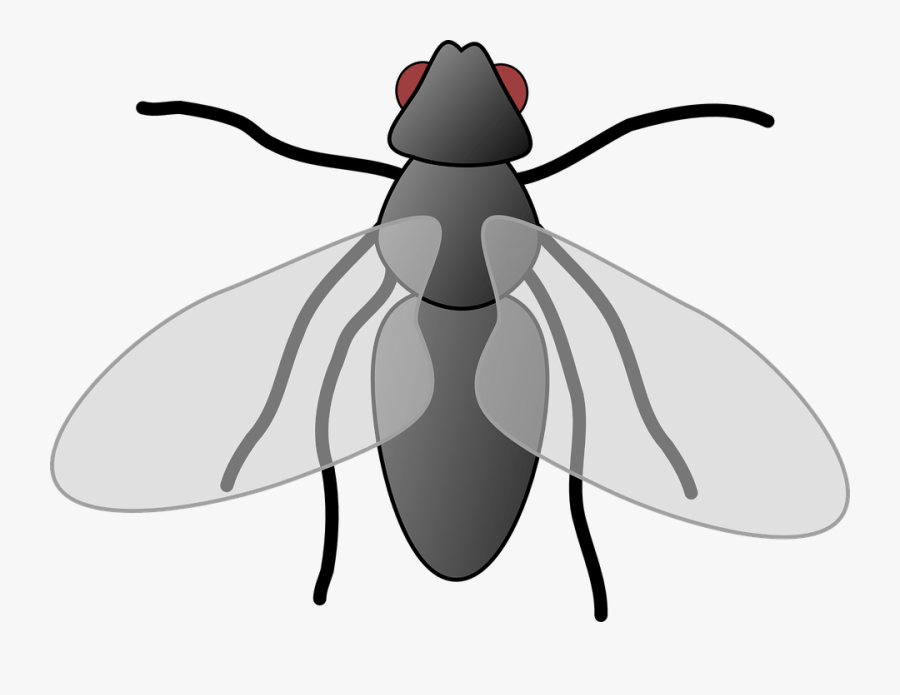 Transparent Fly Clipart - Clipart For Fly, Transparent Clipart