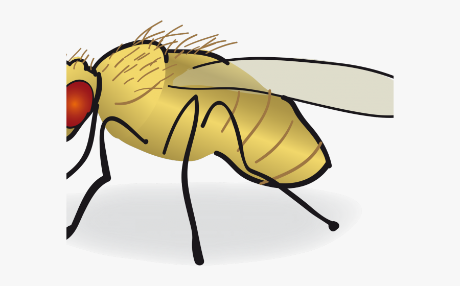 Fly Clipart Drosophila Melanogaster - Drosophila Drawing, Transparent Clipart