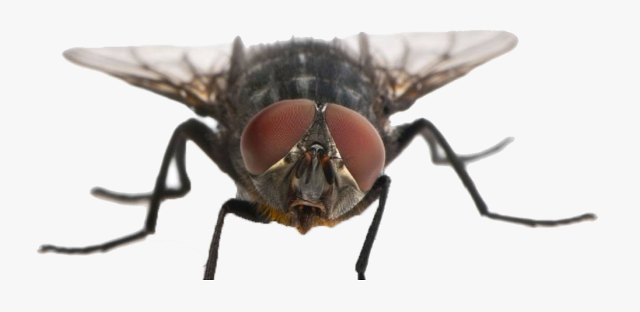 Fly Png Clipart - Housefly, Transparent Clipart