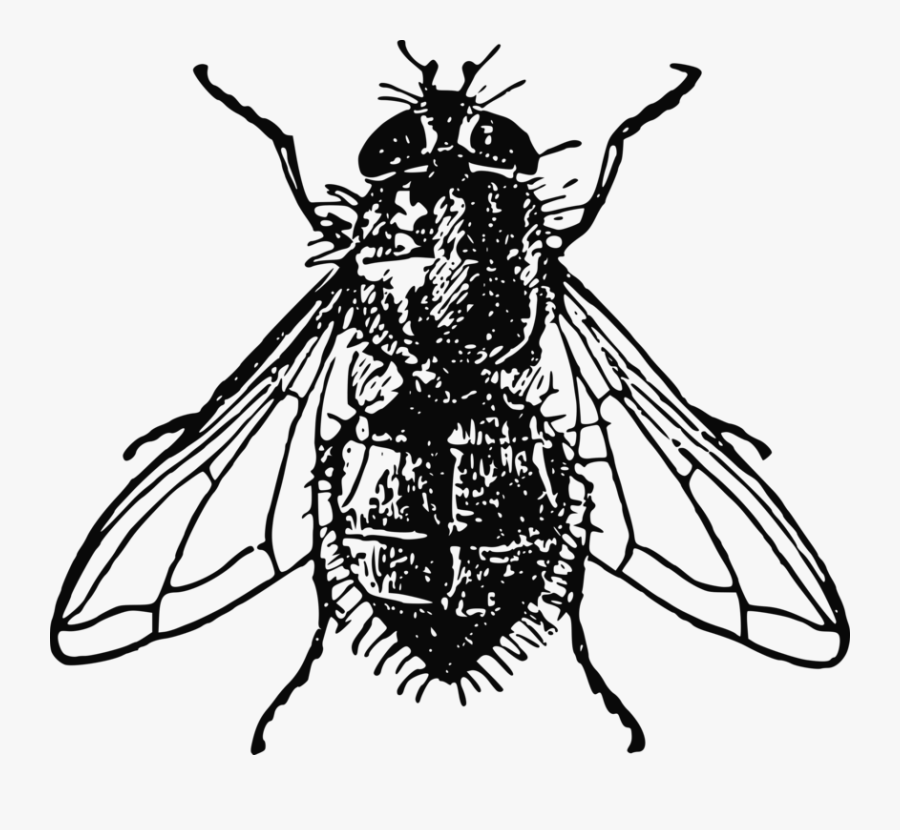 Thumb Image - Fly Black And White, Transparent Clipart