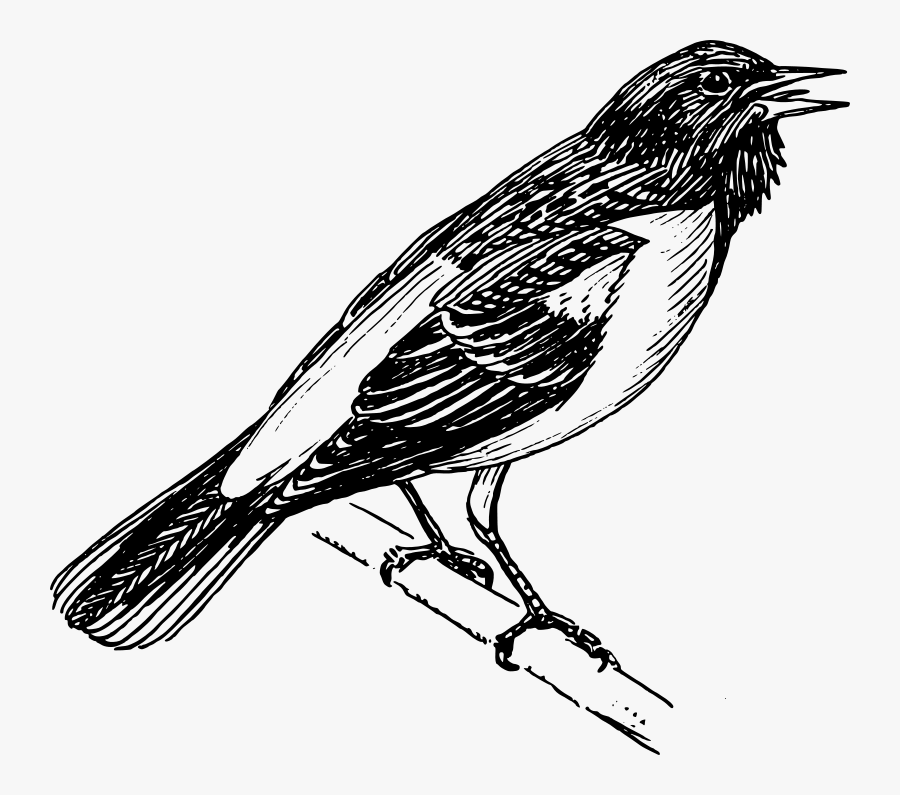 Free Baltimore Oriole - Black And White Oriole Bird, Transparent Clipart