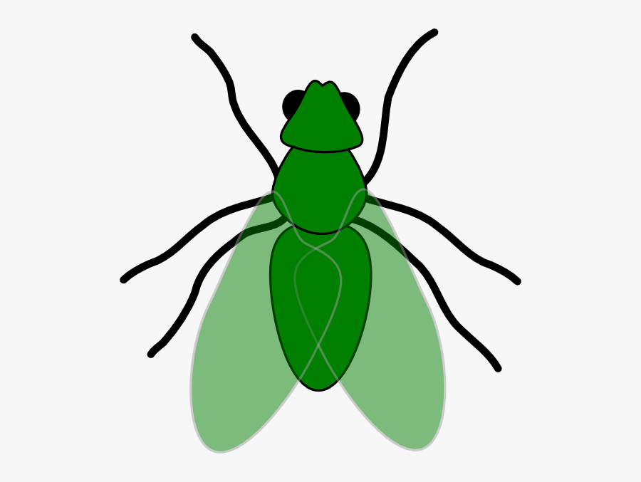 Akshay International Housefly Flies - Fly Clip Art, Transparent Clipart