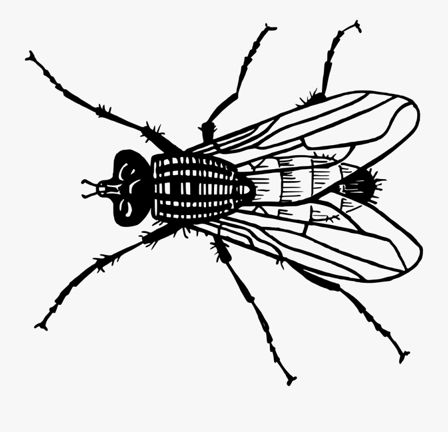 Fly,stable Fly,blowflies - Fly Line Drawing, Transparent Clipart