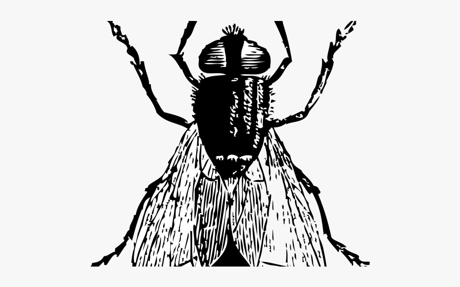 Black And White Bug Drawings, Transparent Clipart