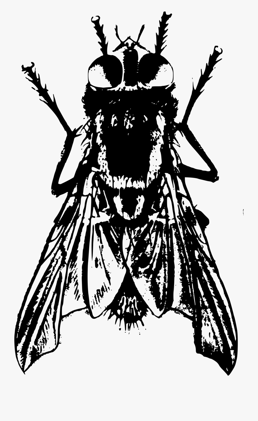 House Fly Clipart Black And White - Housefly In Black And White Png, Transparent Clipart