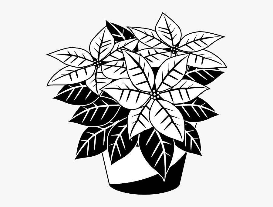 Transparent Poinsettia Clipart - Poinsettia Clip Art Free Black And White, Transparent Clipart